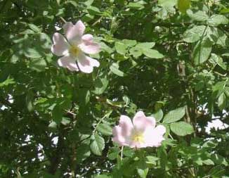 Una petición especial (libre) Rosa-canina-flores