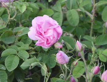 Clasificacin de los rosales Rosa-damascena