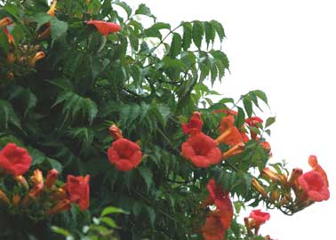 Trompeta china, Bignonia Campsis-grandiflora