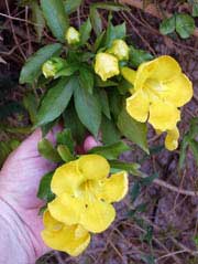 plantas con flores amarillas Macfadyena-unguis-cati