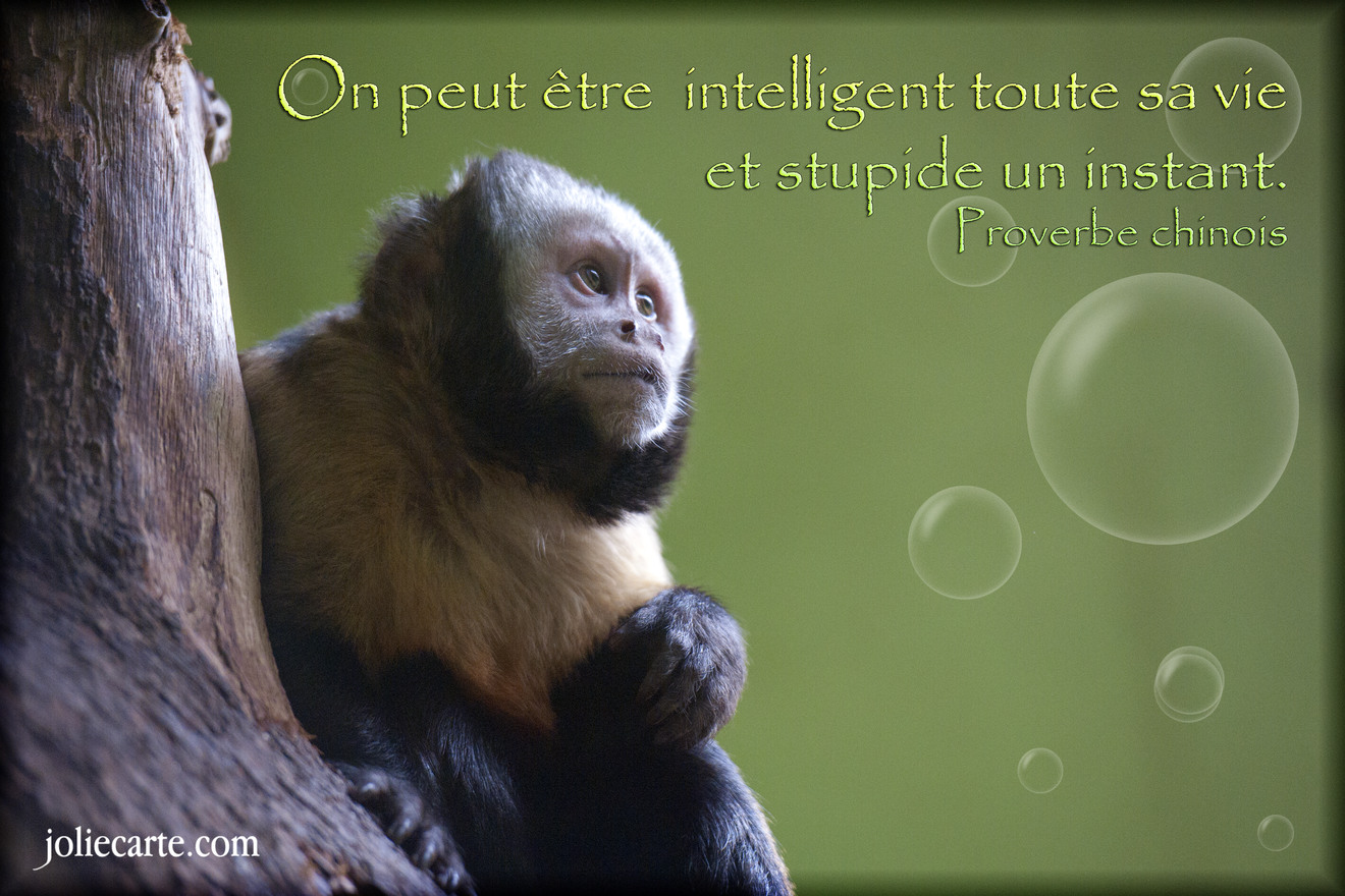 L'topic des screens en vrac' - Page 2 Intelligent-vie-proverbe