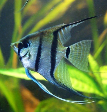 Pterophyllum scalare - skalar Brazilianischer_skalar_2