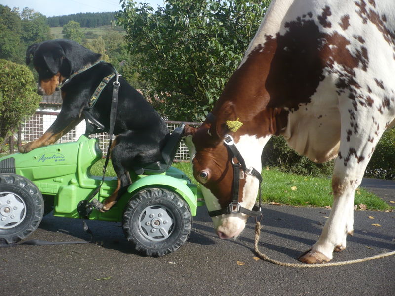 Le virus s'est de nouveau manifesté !  "Berini CycleStar M19" Kuh_delay_schiebt_hund