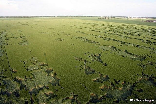 Círculos en Milk Hill (Wiltshire, Inglaterra 2001) 4444f63c9e1e