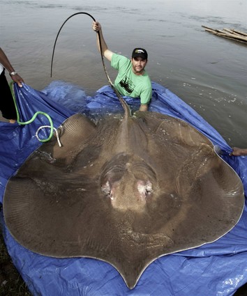 ESPECE CONNUE : Raie géante d'eau douce Ats56692_400lb_stingray