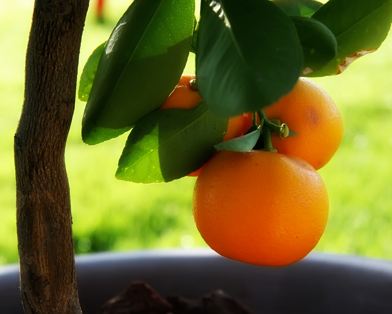 شجر البرتقال Little_orange_tree_wallpaper_plants_nature_1381