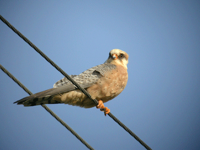 un oiseau - blucat - 19 août trouvé par ajonc KobezFabrice-Croset