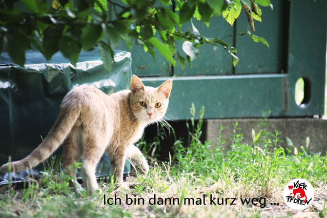 VIER PFOTEN ruft jetzt zur Kastration von Freigänger-Katzen auf! - Newsletter - 12.03.2015 Freig%C3%A4nger_katzen_web