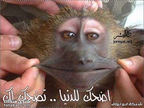 صور قرود مضضضضضضضحكة ههههههه 1276280893