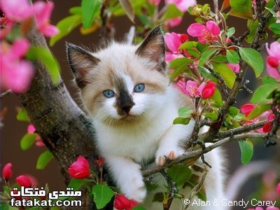 صور حيوانات اليفة Sigpic22074_6