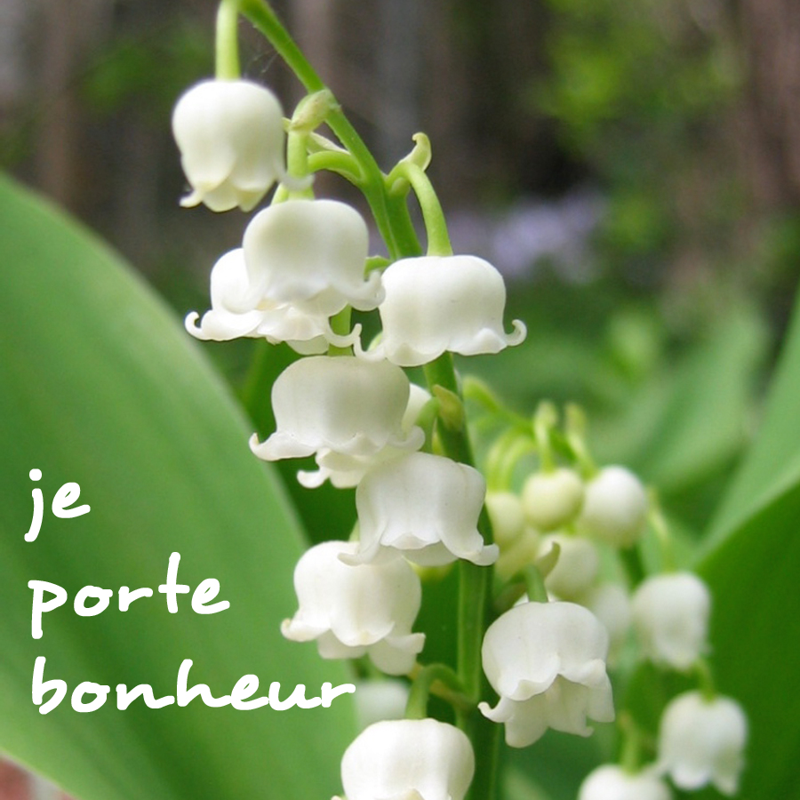 Jeu des Pseudos - Page 12 Muguet-je-porte-bonheur