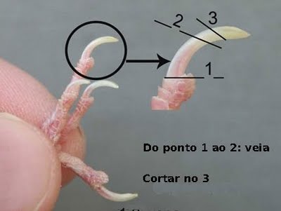 Sarna - Crescimento de unhas Unhas