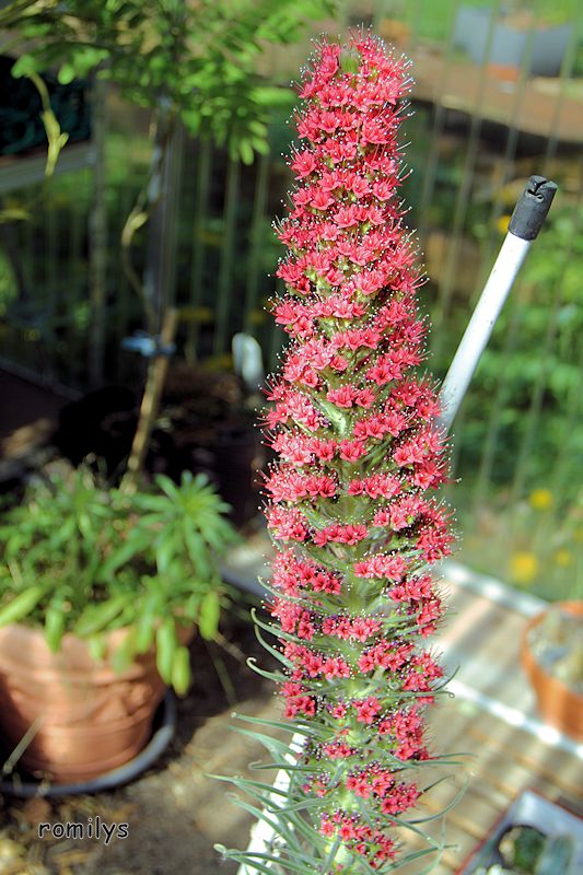 Echium wildpretii - Seite 14 F188t6654p119472n8_lgjSEaJz