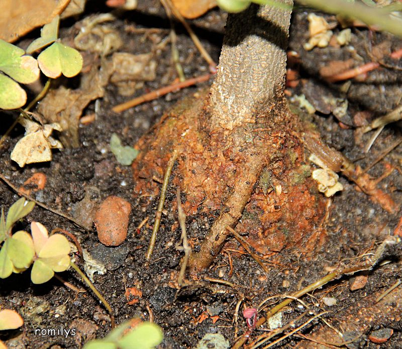 paniculata - Kübelpflanzen - Seite 16 F196t292p113121n2_jNbfpEXR