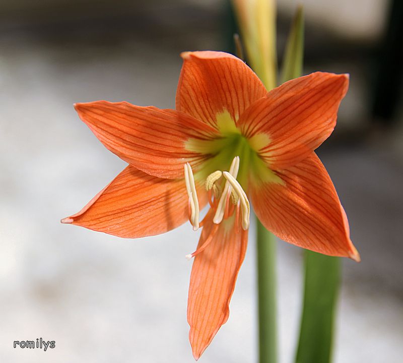 Amaryllisgewächse - Amaryllidaceae (Hippeastrum, Clivia, Nerine, Amaryllis, Agapanthus, Allium, Narcissus & Co.) - Teil 1 - Seite 59 F22t2287p121583n3_qxTeNMJV