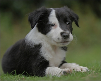 Lou ;; Border Collie-Mischling A_216_907ce6a1