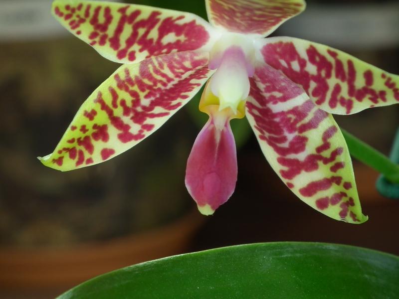 Phalaenopsis amboinensis x pulchra Pictures_u3219_6f4148