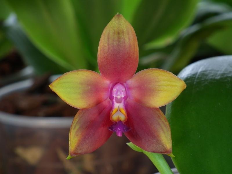 Phalaenopsis violacea x venosa (Penang Girl )  Pictures_u3228_f69187