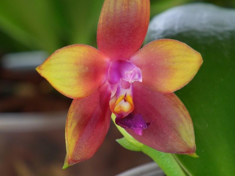 Phalaenopsis violacea x venosa (Penang Girl )  Pictures_u3229_1bce88