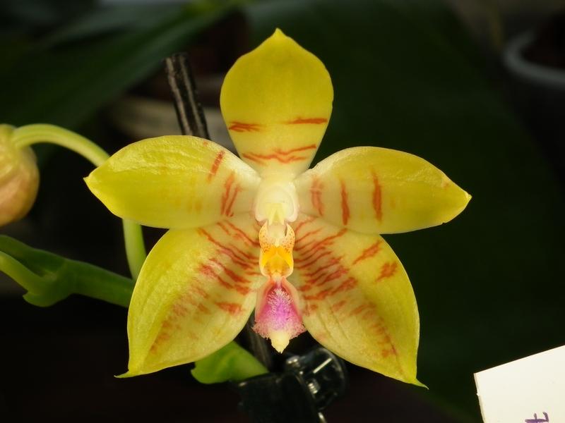 Phalaenopsis amboinensis x floresensis ( Flores Gold )  Pictures_u3309_3feed4