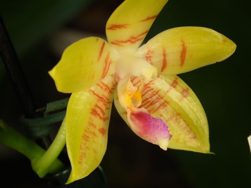Phalaenopsis amboinensis x floresensis ( Flores Gold )  Pictures_u3310_cc893e