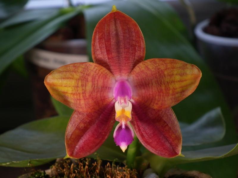 Phalaenopsis Ld's Bear Queen x amboinensis  Pictures_u3311_f18f6f