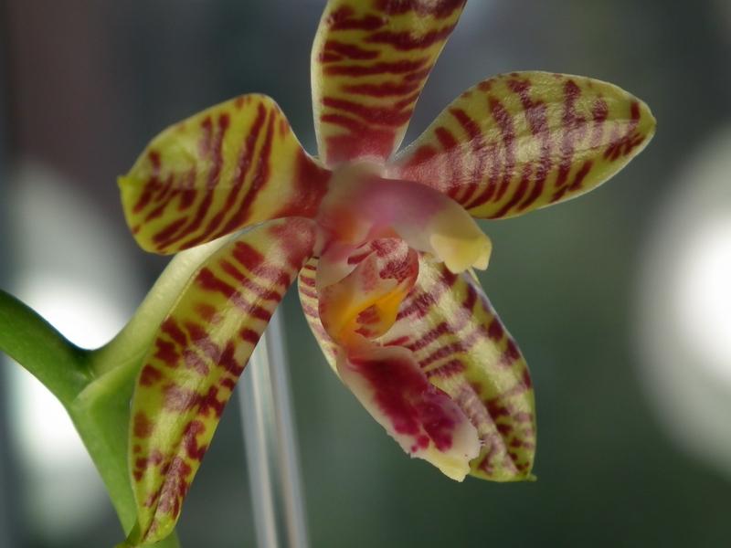 Phalaenopsis - Seite 4 Pictures_u3316_d9c141