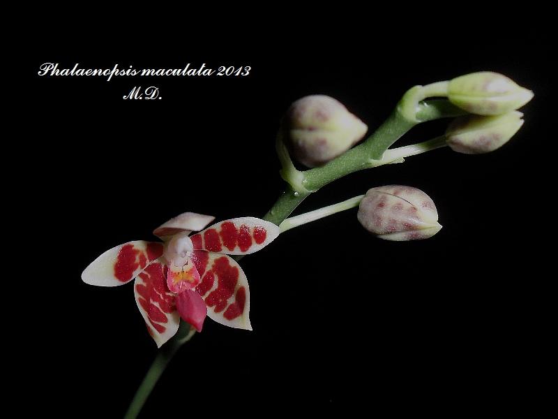 Phalaenopsis maculata Pictures_u3735_e112f2