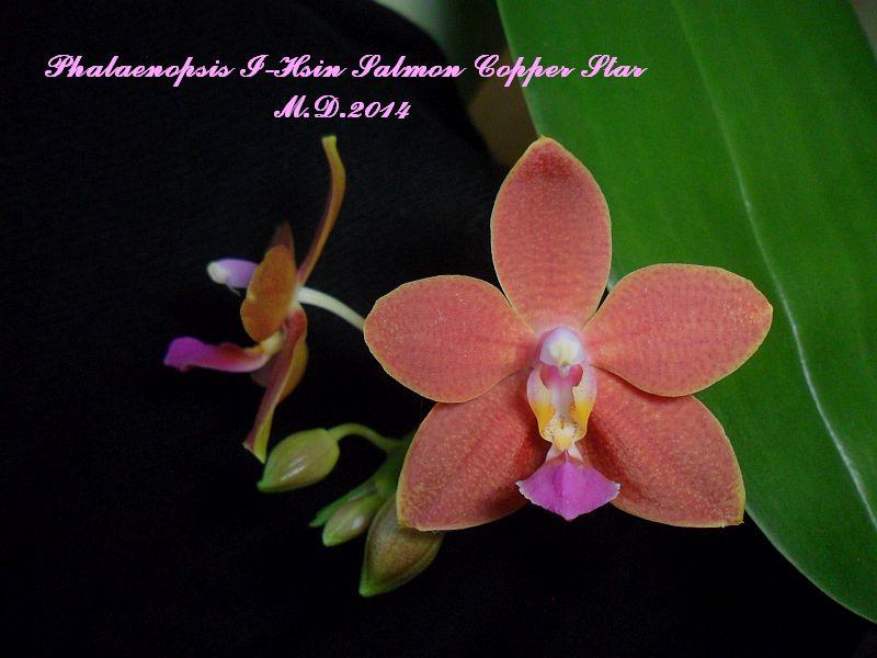 Phalaenopsis - Seite 14 Pictures_u6839_d440d5