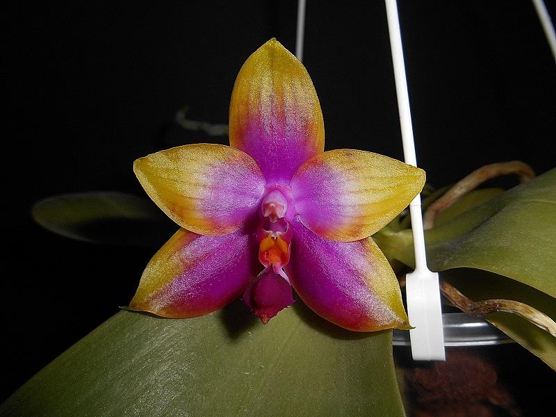 Phalaenopsis violacea x amboinensis (Princess Kaiulani)  Pictures_u8106_oifGBsbl
