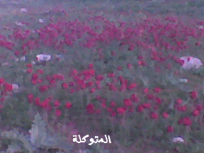 الآردن - صور من الآردن 130406105622Brm8
