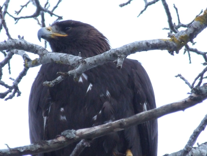 Aigle royal de Valère disparu 711384_pic_970x641