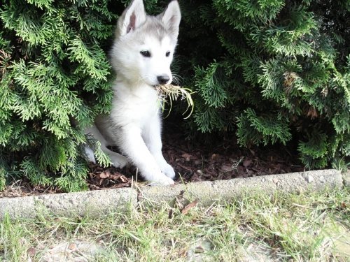 Поляните Small_Husky