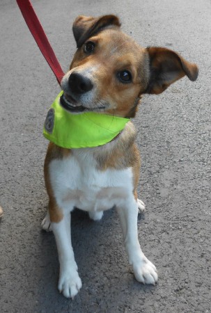 CAMILLE - x jack russel 5 ans - Sos Animaux à Pecquencourt (59) Camille2