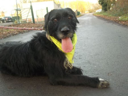 POLLUX - x braque/setter noir, bavette blanche mouchetée 4 ans - Sos Anmaux à Pecquencourt (59) P