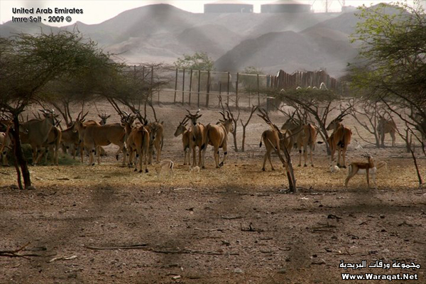 منتجع وسبا جزر الصحراء في أبوظبي Desert-Islands_4