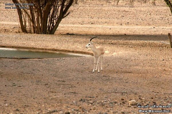 منتجع وسبا جزر الصحراء في أبوظبي Desert-Islands_8