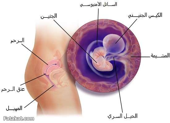 تطورات نمو الجنين من الشهر الاول حتى التاسع 13381584323560