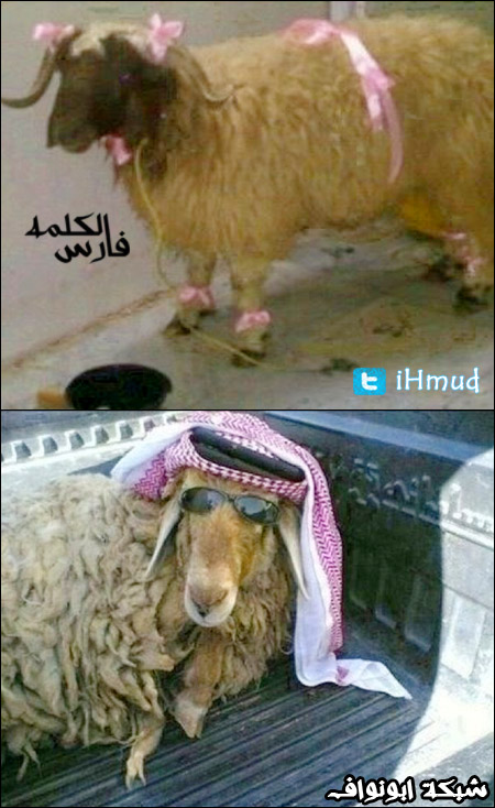 صور مضحكة لخرفان العيد  Item-1306745283