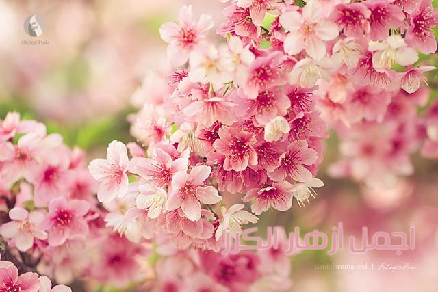 زهور روعة للعروس - اجمل زهور الربيع لأحلى عروس - صور بوكيهات ورد للعروس DkpqIJyAxCwknJCv
