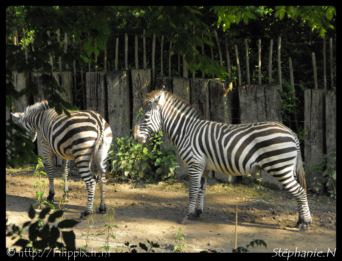 Le Zoo de Lille SCF0905-border