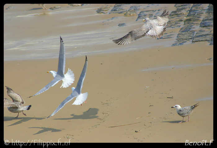 Nos amis les oiseaux IMG_6825-border