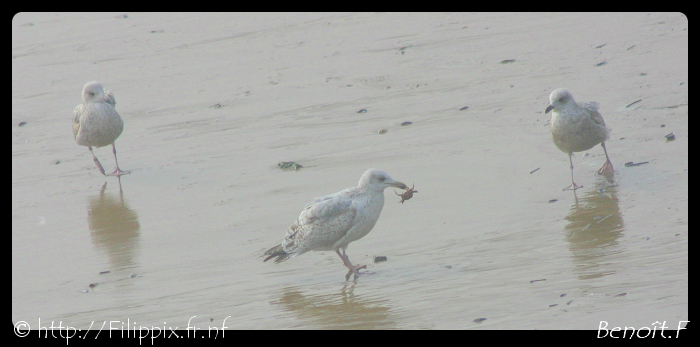 Nos amis les oiseaux IMG_6914-border