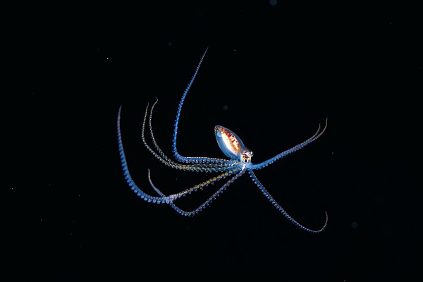 رعب الأعماق ..  Australia-pelagic-octopus-dave-fleetham