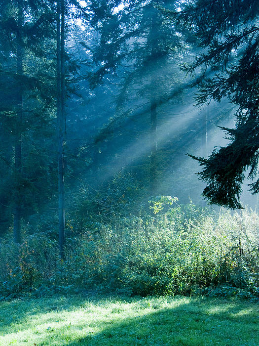 Am Rande der Stadt Osilon Elven-forest-daniel-csoka