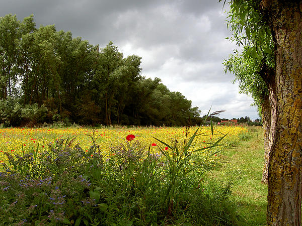 وَإِنَّكَ لَعَلَى خُلُقٍ عَظِيمٍ‎ Field-with-flowers-dirk-laureyssens