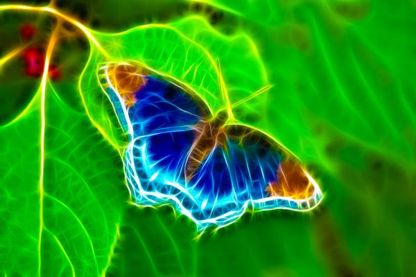 image + tag Fractal-butterfly-rich-leighton