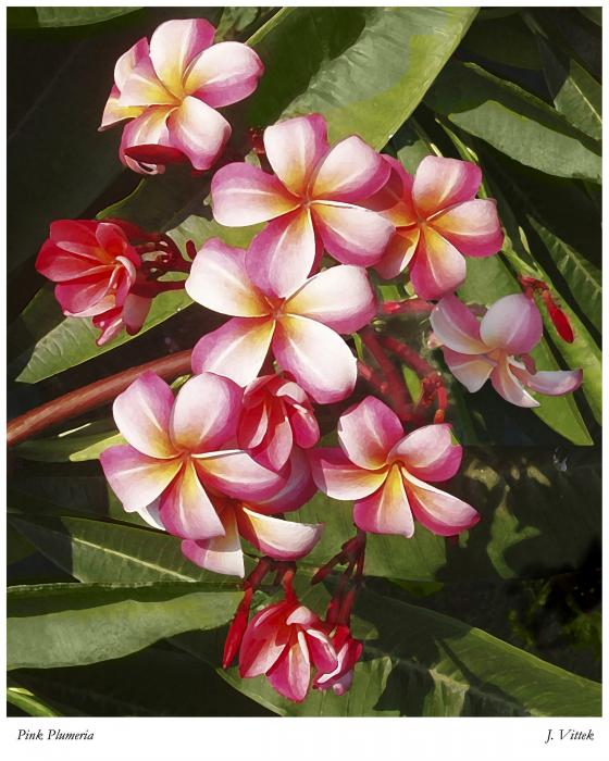 Flores de Hawaii Pink-plumeria-joseph-vittek