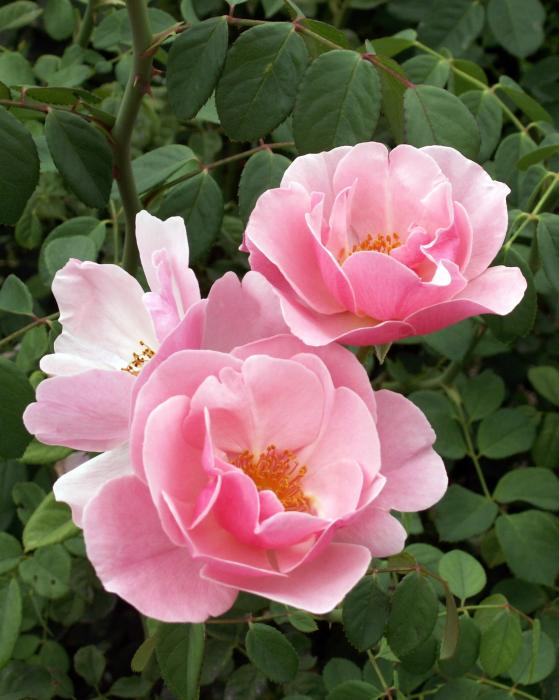 وردة زهرية جميلة Pink-roses-1-amy-fose