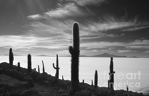 Fotografije kaktusa i sukulenata Salar-de-uyuni-and-cacti-bolivia-james-brunker